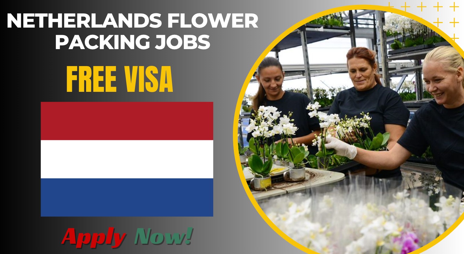 Netherlands Flower Packing Jobs for Seasonal Workers
