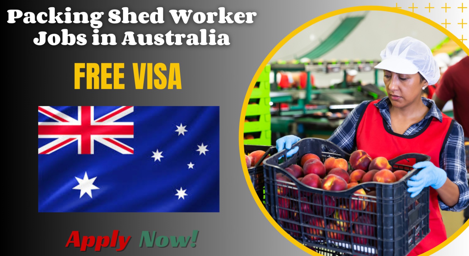 Packing Shed Worker Jobs in Australia for Seasonal Workers Packing Shed Worker Jobs in Australia for Seasonal Workers