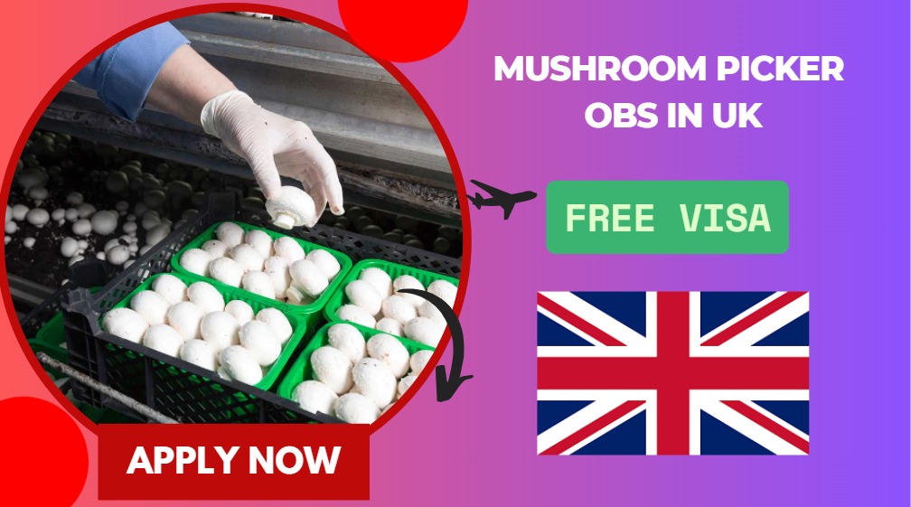 Mushroom Picker Jobs in UK – Free Visa Sponsorship