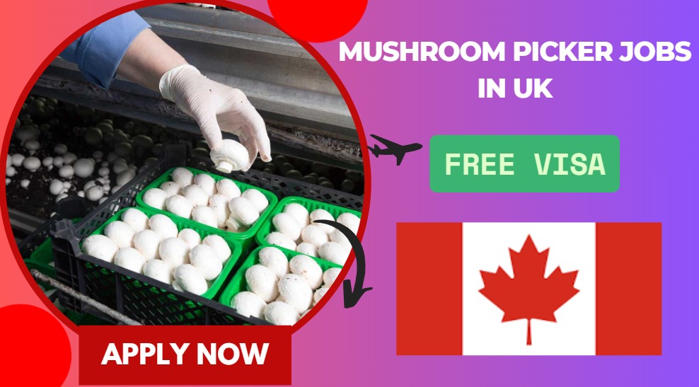 Mushroom Picker Jobs in UK – Free Visa Sponsorship