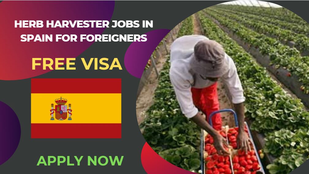 Herb Harvester Jobs in Spain for Foreigners – Apply Now