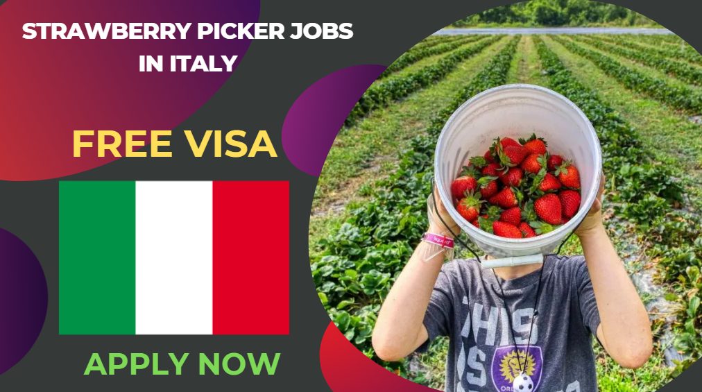 Strawberry Picker Jobs in Italy