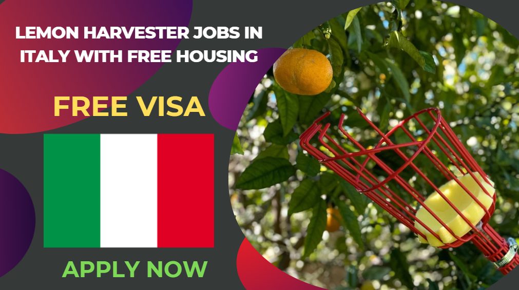 Lemon Harvester Jobs in Italy with Free Housing – Apply Now