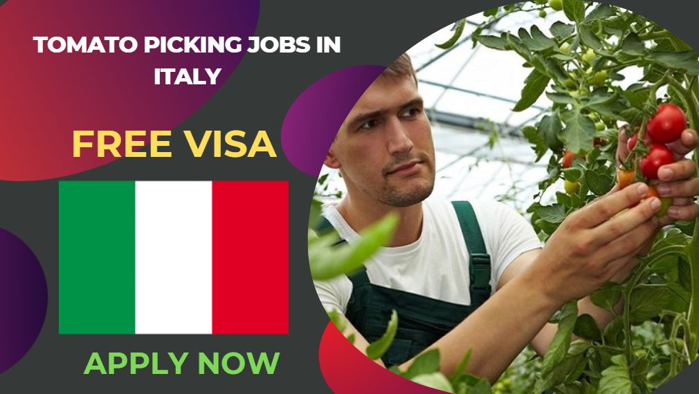 Tomato Picking Jobs in Italy 