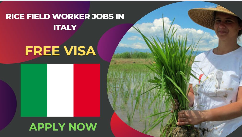 Rice Field Worker Jobs in Italy