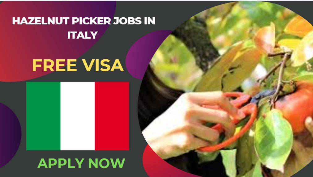 Hazelnut Picker Jobs in Italy