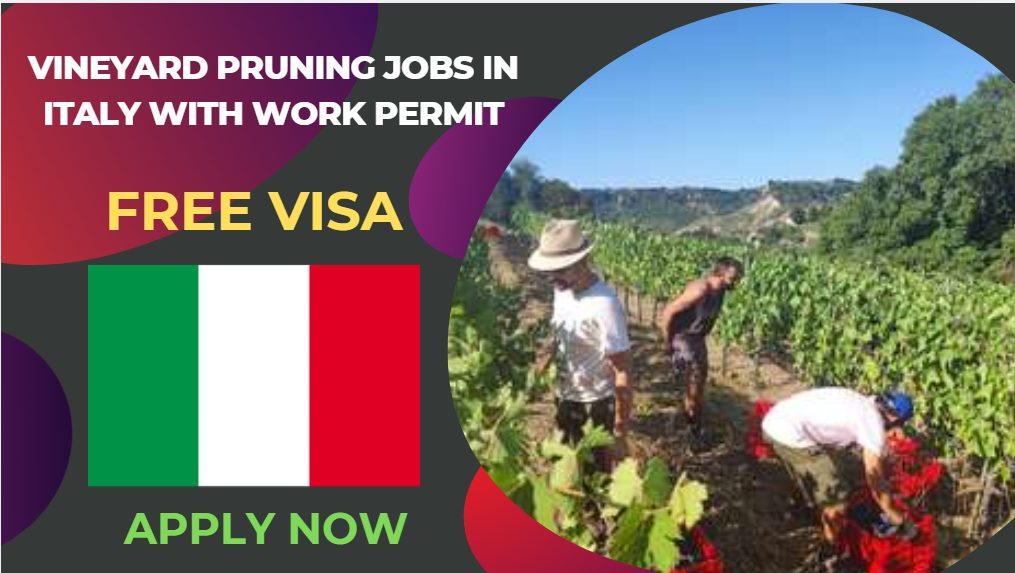 Vineyard Pruning Jobs in Italy with Work Permit