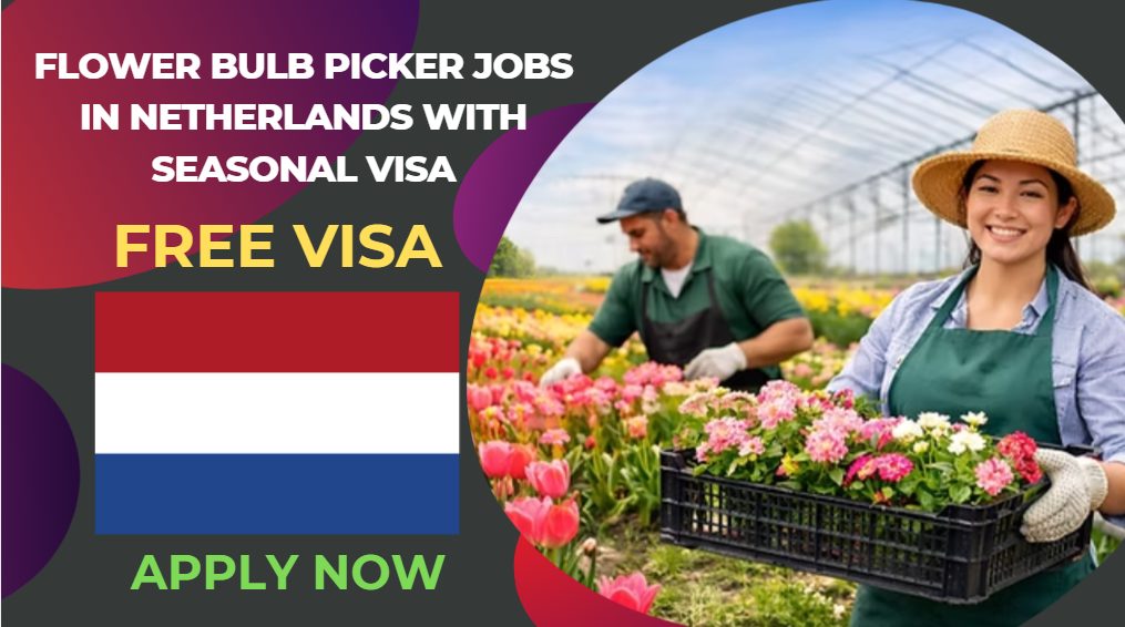 Flower Bulb Picker Jobs in Netherlands with Seasonal Visa